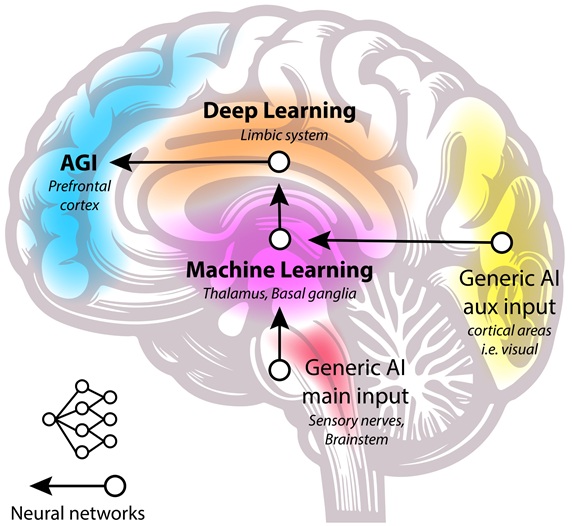 Brain as Machine Learning Model